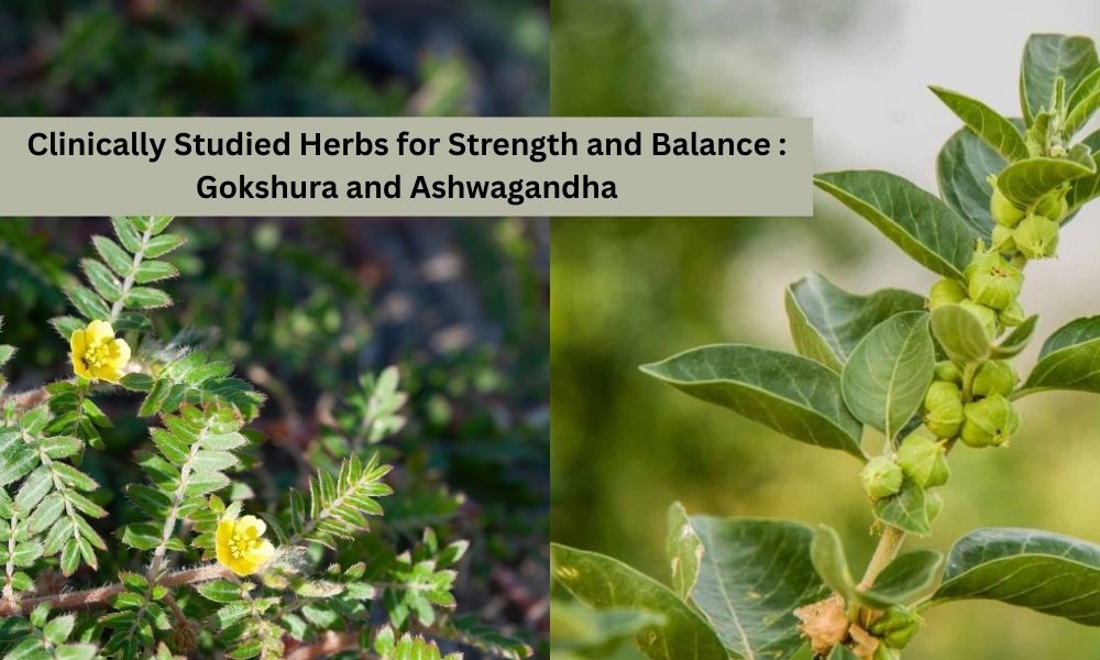 Gokshura and Ashwagandha: Benefits, Uses & Can They Be Taken Together -  Nisarga Herbs