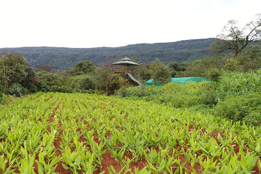 Nisarga Herbs Organic Farming