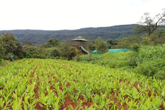 Nisarga Herbs Organic Farming - Corporate Social Responsibility