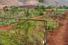 Organic Farming and its Connect to our Extracts and Medicines