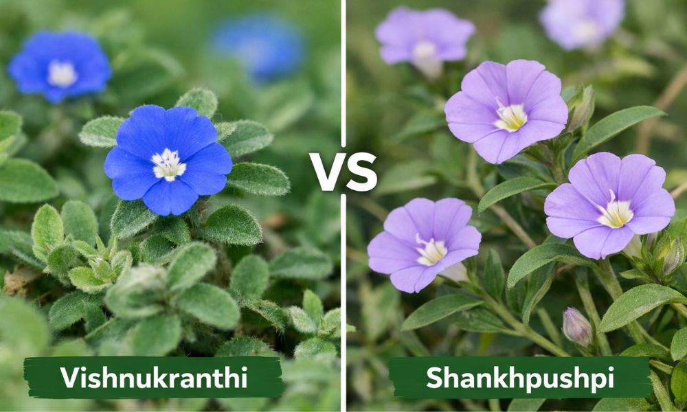 Vishnukranthi Uses, Benefits & Tamil Meaning of Shankhpushpi