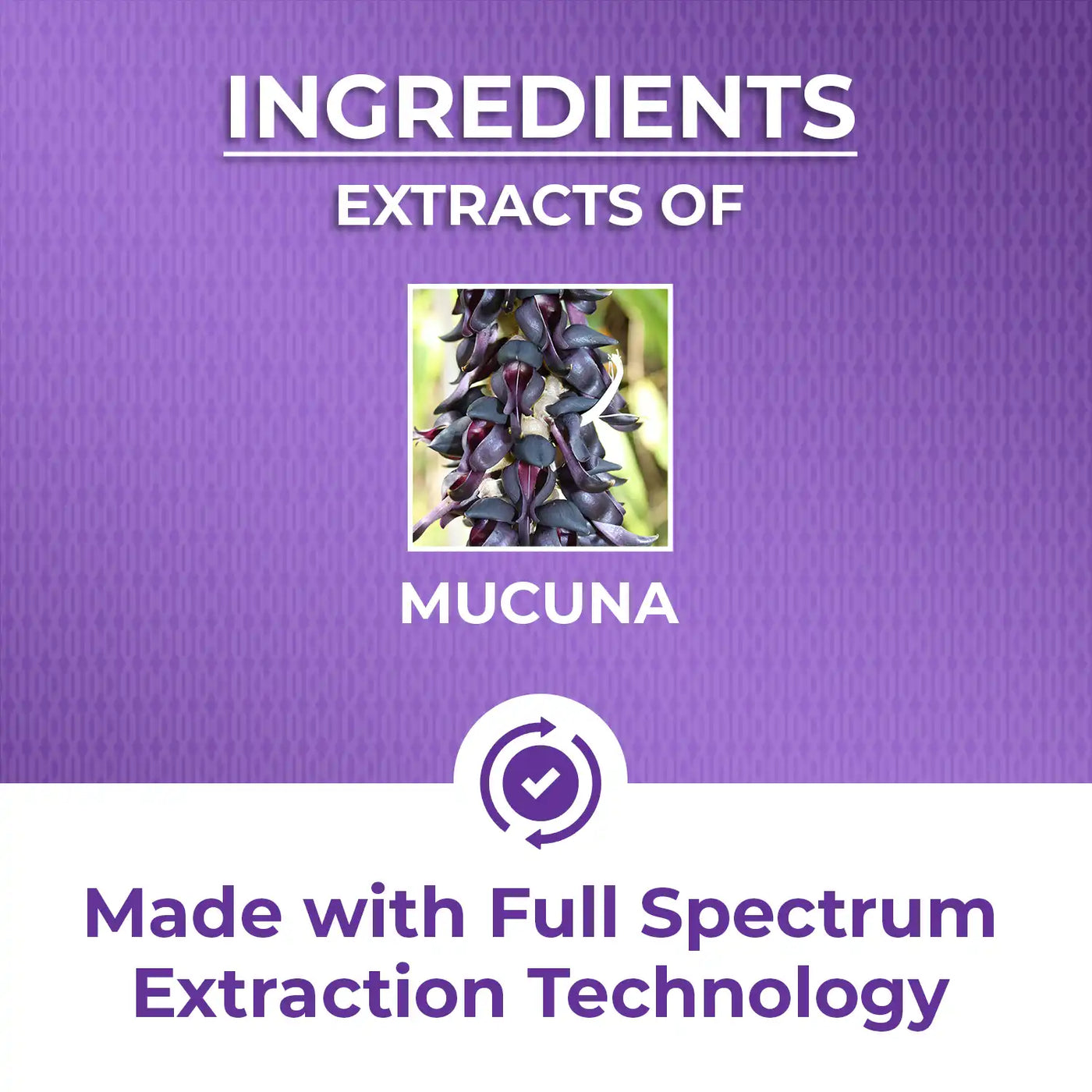 contains potent ayurvedic full spectrum extract of mucuna beans 