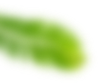 Left Leaf Image