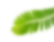 Right Leaf Image