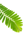 Leaf image